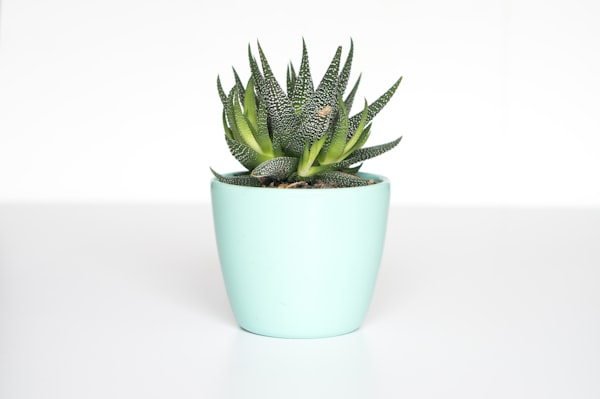Indoor Plant Collection